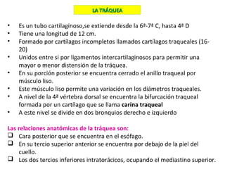 • Es un tubo cartilaginoso,se extiende desde la 6ª-7ª C, hasta 4ª D
• Tiene una longitud de 12 cm.
• Formado por cartílagos incompletos llamados cartílagos traqueales (16-
20)
• Unidos entre si por ligamentos intercartilaginosos para permitir una
mayor o menor distensión de la tráquea.
• En su porción posterior se encuentra cerrado el anillo traqueal por
músculo liso.
• Este músculo liso permite una variación en los diámetros traqueales.
• A nivel de la 4ª vértebra dorsal se encuentra la bifurcación traqueal
formada por un cartílago que se llama carina traqueal
• A este nivel se divide en dos bronquios derecho e izquierdo
Las relaciones anatómicas de la tráquea son:
 Cara posterior que se encuentra en el esófago.
 En su tercio superior anterior se encuentra por debajo de la piel del
cuello.
 Los dos tercios inferiores intratorácicos, ocupando el mediastino superior.
LA TRÁQUEALA TRÁQUEA
 