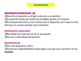 BRONQUIOS PRINCIPALES (2)BRONQUIOS PRINCIPALES (2)
Derecho e izquierdo se dirigen cada uno a un pulmón.
Su pared formada por anillos de cartílagos iguales a la traquea
El bronquio derecho es más vertical que el izquierdo, por lo que es más
fácil que un cuerpo extraño vaya al derecho.
BRONQUIOS LOBULARES
Resultado de la division de los B. principales
Va uno a cada lóbulo del pulmón.
BRONQUIOLOS
Son más pequeños y finos
Continúan subdividiéndose hasta llegar a los que van a terminar en los
alvéolos
LOS BRONQUIOSLOS BRONQUIOS
 