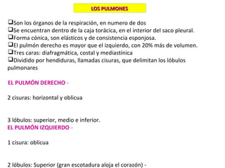 Son los órganos de la respiración, en numero de dos
Se encuentran dentro de la caja torácica, en el interior del saco pleural.
Forma cónica, son elásticos y de consistencia esponjosa.
El pulmón derecho es mayor que el izquierdo, con 20% más de volumen.
Tres caras: diafragmática, costal y mediastínica
Dividido por hendiduras, llamadas cisuras, que delimitan los lóbulos
pulmonares
EL PULMÓN DERECHO -
2 cisuras: horizontal y oblicua
3 lóbulos: superior, medio e inferior.
EL PULMÓN IZQUIERDO -
1 cisura: oblicua
2 lóbulos: Superior (gran escotadura aloja el corazón) -
LOS PULMONESLOS PULMONES
 
