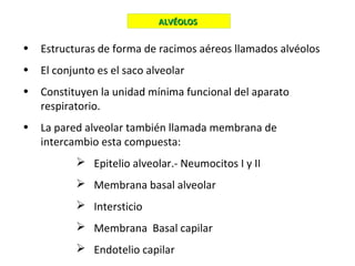 • Estructuras de forma de racimos aéreos llamados alvéolos
• El conjunto es el saco alveolar
• Constituyen la unidad mínima funcional del aparato
respiratorio.
• La pared alveolar también llamada membrana de
intercambio esta compuesta:
 Epitelio alveolar.- Neumocitos I y II
 Membrana basal alveolar
 Intersticio
 Membrana Basal capilar
 Endotelio capilar
ALVÉOLOSALVÉOLOS
 