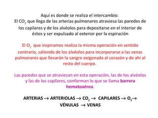 Aquí es donde se realiza el intercambio:
El CO2
que llega de las arterias pulmonares atraviesa las paredes de
los capilares y de los alvéolos para depositarse en el interior de
éstos y ser expulsado al exterior por la espiración
El O2
que inspiramos realiza la misma operación en sentido
contrario, saliendo de los alvéolos para incorporarse a las venas
pulmonares que llevarán la sangre oxigenada al corazón y de ahí al
resto del cuerpo.
Las paredes que se atraviesan en esta operación, las de los alvéolos
y las de los capilares, conforman lo que se llama barrera
hematoaérea.
ARTERIAS → ARTERIOLAS → CO2
→ CAPILARES → O2
→
VÉNULAS → VENAS
 