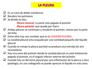 Es un saco de doble membrana.
 Recubre los pulmones
 Se divide en dos:
Pleura visceral: La parte más pegada al pulmón
Pleura parietal: que queda por fuera
 Ambas pleuras se continúan y recubren al pulmón, menos por la parte
del hilio
 Entre ellas hay una cavidad, que es la CAVIDAD PLEURAL
 La cavidad pleural esta ocupada por una cantidad pequeña del líquido
pleural
 Cuando se rompe la pleura parietal se produce una entrada de aire
neumotórax
 Hay una zona del pulmón donde la cavidad pleural no está totalmente
pegada al pulmón, es el ángulo inferior externo del pulmón
 Cuando hay un derrame pleural por una inflamación de la pleura u otra
patología, en una radiografía se puede apreciar el líquido en esta zona
LA PLEURALA PLEURA
 