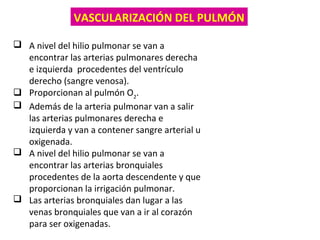  A nivel del hilio pulmonar se van a
encontrar las arterias pulmonares derecha
e izquierda procedentes del ventrículo
derecho (sangre venosa).
 Proporcionan al pulmón O2
.
 Además de la arteria pulmonar van a salir
las arterias pulmonares derecha e
izquierda y van a contener sangre arterial u
oxigenada.
 A nivel del hilio pulmonar se van a
encontrar las arterias bronquiales
procedentes de la aorta descendente y que
proporcionan la irrigación pulmonar.
 Las arterias bronquiales dan lugar a las
venas bronquiales que van a ir al corazón
para ser oxigenadas.
VASCULARIZACIÓN DEL PULMÓN
 