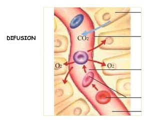 DIFUSION
 