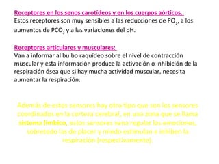 Receptores en los senos carotídeos y en los cuerpos aórticos.
Estos receptores son muy sensibles a las reducciones de PO2
, a los
aumentos de PCO2
y a las variaciones del pH.
Receptores articulares y musculares:
Van a informar al bulbo raquídeo sobre el nivel de contracción
muscular y esta información produce la activación o inhibición de la
respiración ósea que si hay mucha actividad muscular, necesita
aumentar la respiración.
Además de estos sensores hay otro tipo que son los sensores
coordinados en la corteza cerebral, en una zona que se llama
sistema límbico, estos sensores vana regular las emociones,
sobretodo las de placer y miedo estimulan e inhiben la
respiración (respectivamente).
 