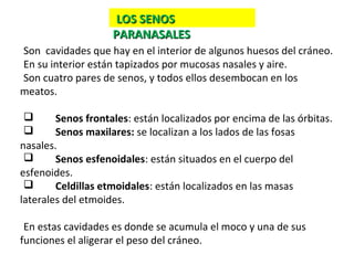 Son cavidades que hay en el interior de algunos huesos del cráneo.
En su interior están tapizados por mucosas nasales y aire.
Son cuatro pares de senos, y todos ellos desembocan en los
meatos.
 Senos frontales: están localizados por encima de las órbitas.
 Senos maxilares: se localizan a los lados de las fosas
nasales.
 Senos esfenoidales: están situados en el cuerpo del
esfenoides.
 Celdillas etmoidales: están localizados en las masas
laterales del etmoides.
En estas cavidades es donde se acumula el moco y una de sus
funciones el aligerar el peso del cráneo.
LOS SENOSLOS SENOS
PARANASALESPARANASALES
 