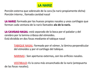Porción externa que sobresale de la cara (la nariz propiamente dicha)
Porción interna , llamada cavidad nasal
LA NARIZLA NARIZ: formada por los huesos propios nasales y unos cartílagos que
forman cada ventana de la nariz llamados ala de la nariz.
LA CAVIDAD NASALLA CAVIDAD NASAL: está separada de la boca por el paladar y del
cerebro por la lamina cribosa del etmoides.
Está dividida en dos fosas mediante el tabique nasal
TABIQUE NASAL: formado por el vómer, la lámina perpendicular
del etmoides y por el cartílago del tabique.
NARINAS : Son aperturas externas, son los orificios nasales.
VESTIBULO: Es la zona más ensanchada de la nariz (antepuerta
de las fosas nasales).
LA NARIZLA NARIZ
 