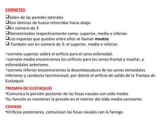 CORNETES:
Salen de las paredes laterales
Son láminas de hueso retorcidas hacia abajo
En número de 3
Denominados respectivamente como: superior, medio e inferior.
Los espacios que quedan entre ellos se llaman meatos
 También son en número de 3: el superior, medio e inferior.
ocornete superior saldrá el orificio para el seno esfenoidal.
ocornete medio encontramos los orificios para los senos frontal y maxilar, y
esfenoidales anteriores.
ocornete inferior encontraremos la desembocadura de los senos etmoidales
inferiores y conducto lacrimonasal, por detrás el orificio de salida de la Trompa de
Eustaquio
TROMPA DE EUSTAQUIO
•Comunica la porción posterior de las fosas nasales con oído medio
•Su función es mantener la presión en el interior del oído medio constante.
COANAS
•Orificios posteriores, comunican las fosas nasales con la faringe.
 
