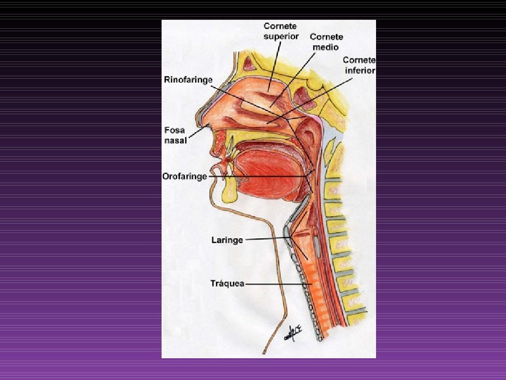 Histología del Sistema Respiratorio Porción Conductora