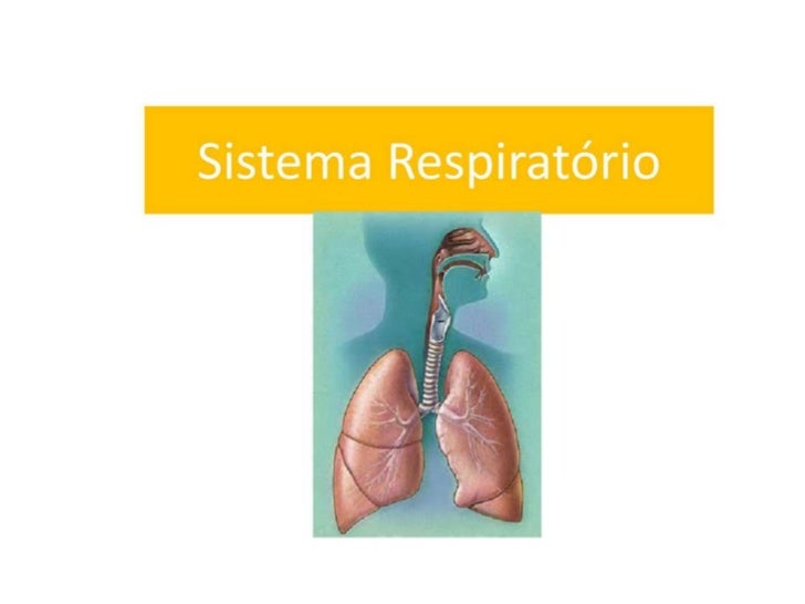 Qual é a função do sistema respiratório?