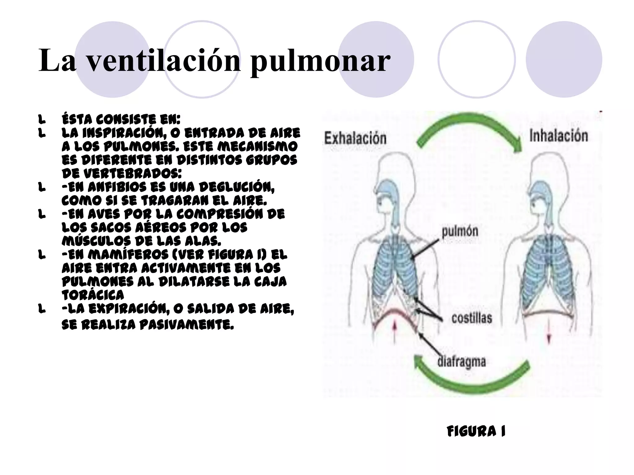 La ventilación pulmonar
l   Ésta consiste en:
l   La inspiración, o entrada de aire
    a los pulmones. Este mecanismo
    es diferente en distintos grupos
    de vertebrados:
l   -En anfibios es una deglución,
    como si se tragaran el aire.
l   -En aves por la compresión de
    los sacos aéreos por los
    músculos de las alas.
l   -En mamíferos (Ver figura 1) el
    aire entra activamente en los
    pulmones al dilatarse la caja
    torácica
l   -La expiración, o salida de aire,
    se realiza pasivamente.




                                        Figura 1
 