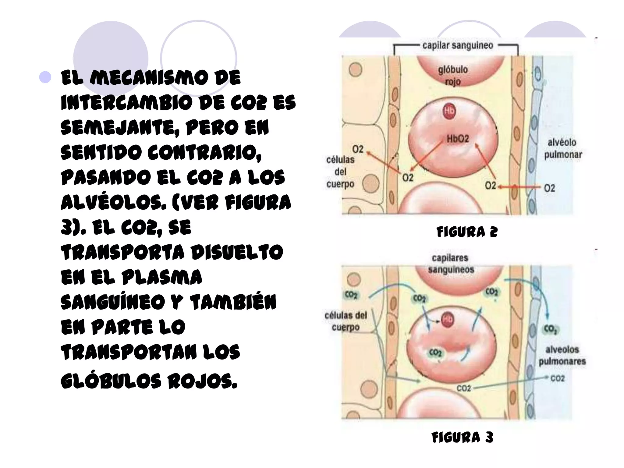  El mecanismo de
  intercambio de CO2 es
  semejante, pero en
  sentido contrario,
  pasando el CO2 a los
  alvéolos. (Ver figura
  3). El CO2, se          Figura 2
  transporta disuelto
  en el plasma
  sanguíneo y también
  en parte lo
  transportan los
  glóbulos rojos.

                          Figura 3
 