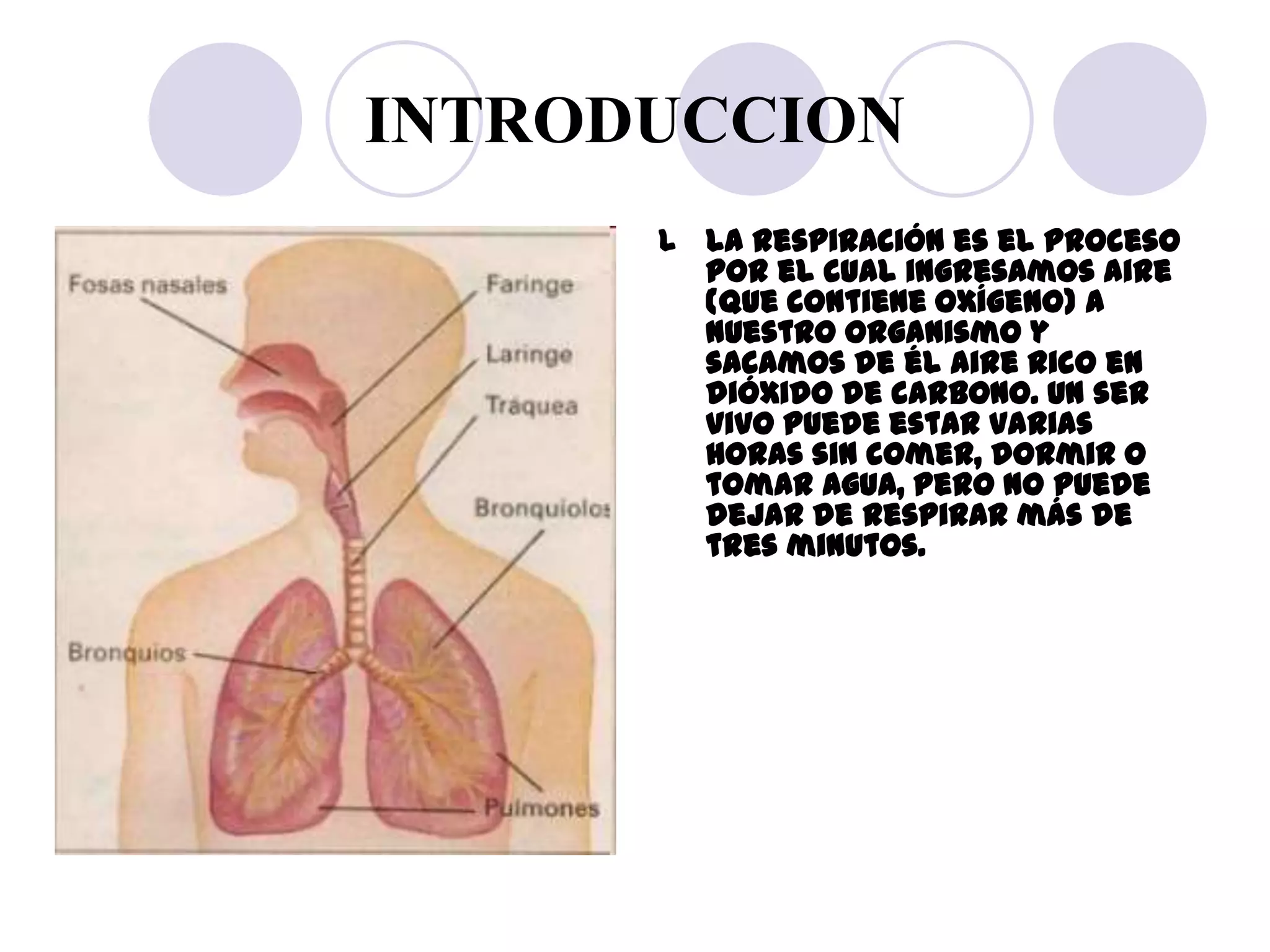 INTRODUCCION
      l La respiración es el proceso
        por el cual ingresamos aire
        (que contiene oxígeno) a
        nuestro organismo y
        sacamos de él aire rico en
        dióxido de carbono. Un ser
        vivo puede estar varias
        horas sin comer, dormir o
        tomar agua, pero no puede
        dejar de respirar más de
        tres minutos.
 