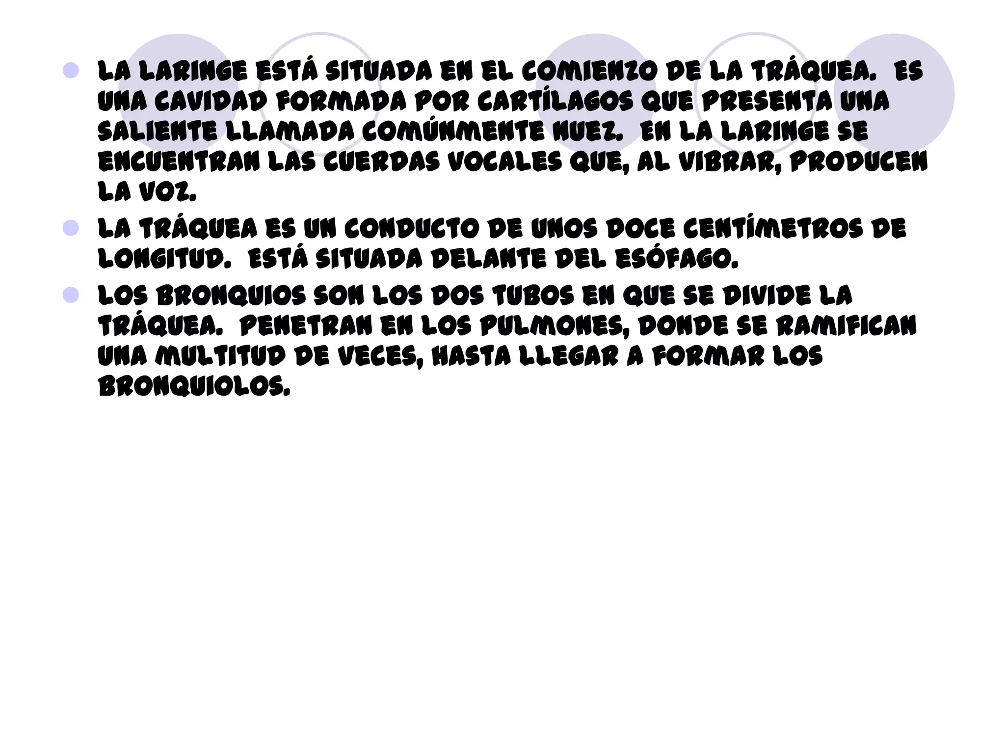  La laringe está situada en el comienzo de la tráquea. Es
  una cavidad formada por cartílagos que presenta una
  saliente llamada comúnmente nuez. En la laringe se
  encuentran las cuerdas vocales que, al vibrar, producen
  la voz.
 La tráquea es un conducto de unos doce centímetros de
  longitud. Está situada delante del esófago.
 Los bronquios son los dos tubos en que se divide la
  tráquea. Penetran en los pulmones, donde se ramifican
  una multitud de veces, hasta llegar a formar los
  bronquiolos.
 