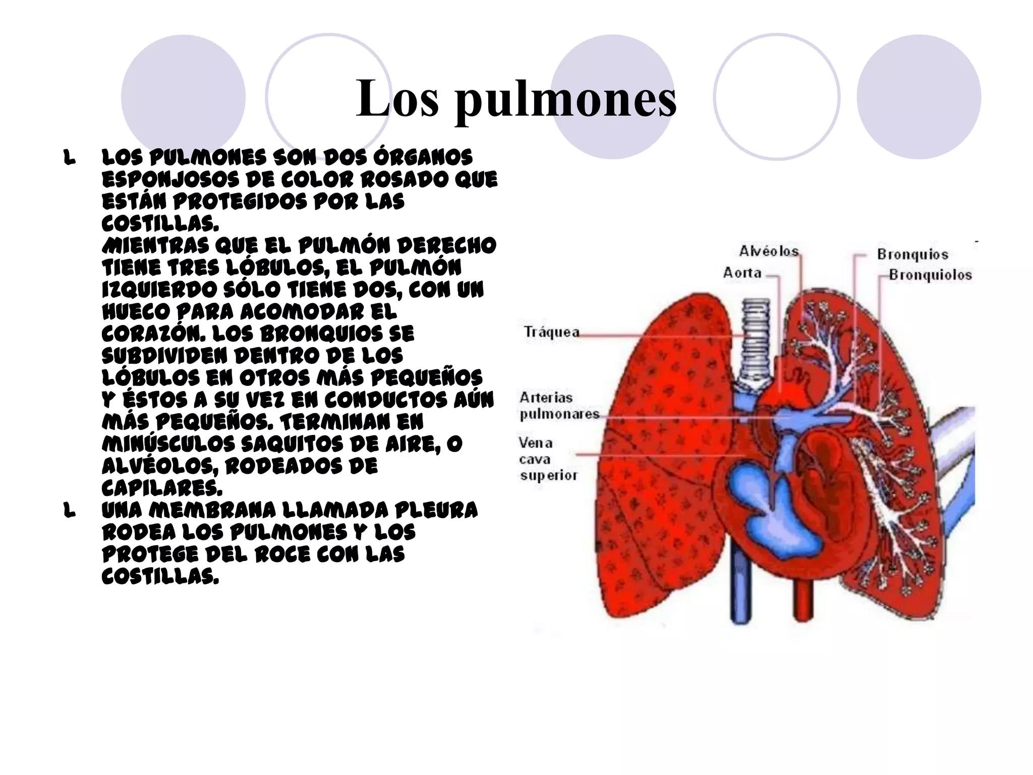 Los pulmones
l   Los pulmones Son dos órganos
    esponjosos de color rosado que
    están protegidos por las
    costillas.
    Mientras que el pulmón derecho
    tiene tres lóbulos, el pulmón
    izquierdo sólo tiene dos, con un
    hueco para acomodar el
    corazón. Los bronquios se
    subdividen dentro de los
    lóbulos en otros más pequeños
    y éstos a su vez en conductos aún
    más pequeños. Terminan en
    minúsculos saquitos de aire, o
    alvéolos, rodeados de
    capilares.
l   Una membrana llamada pleura
    rodea los pulmones y los
    protege del roce con las
    costillas.
 