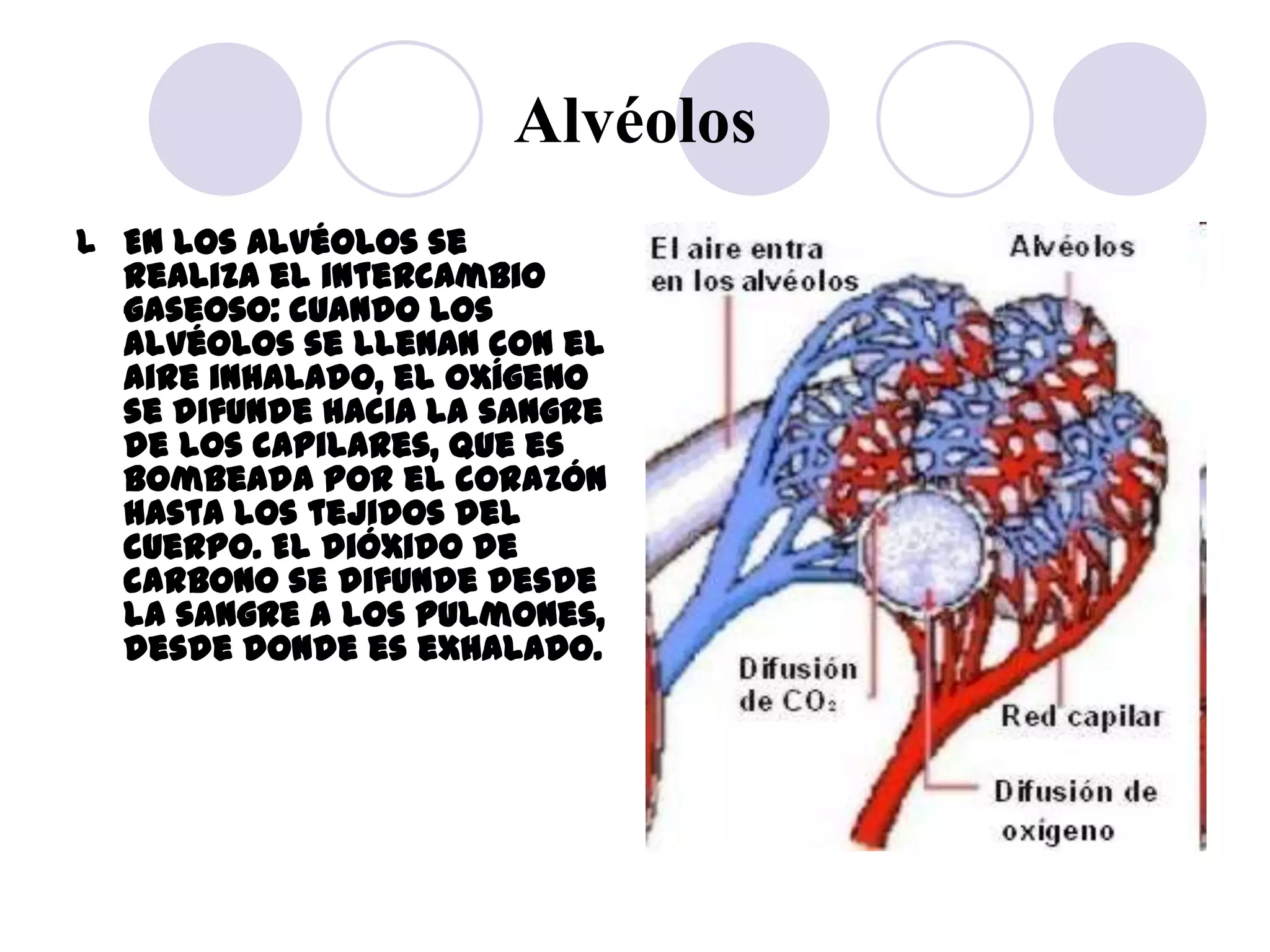 Alvéolos
l En los alvéolos se
  realiza el intercambio
  gaseoso: cuando los
  alvéolos se llenan con el
  aire inhalado, el oxígeno
  se difunde hacia la sangre
  de los capilares, que es
  bombeada por el corazón
  hasta los tejidos del
  cuerpo. El dióxido de
  carbono se difunde desde
  la sangre a los pulmones,
  desde donde es exhalado.
 