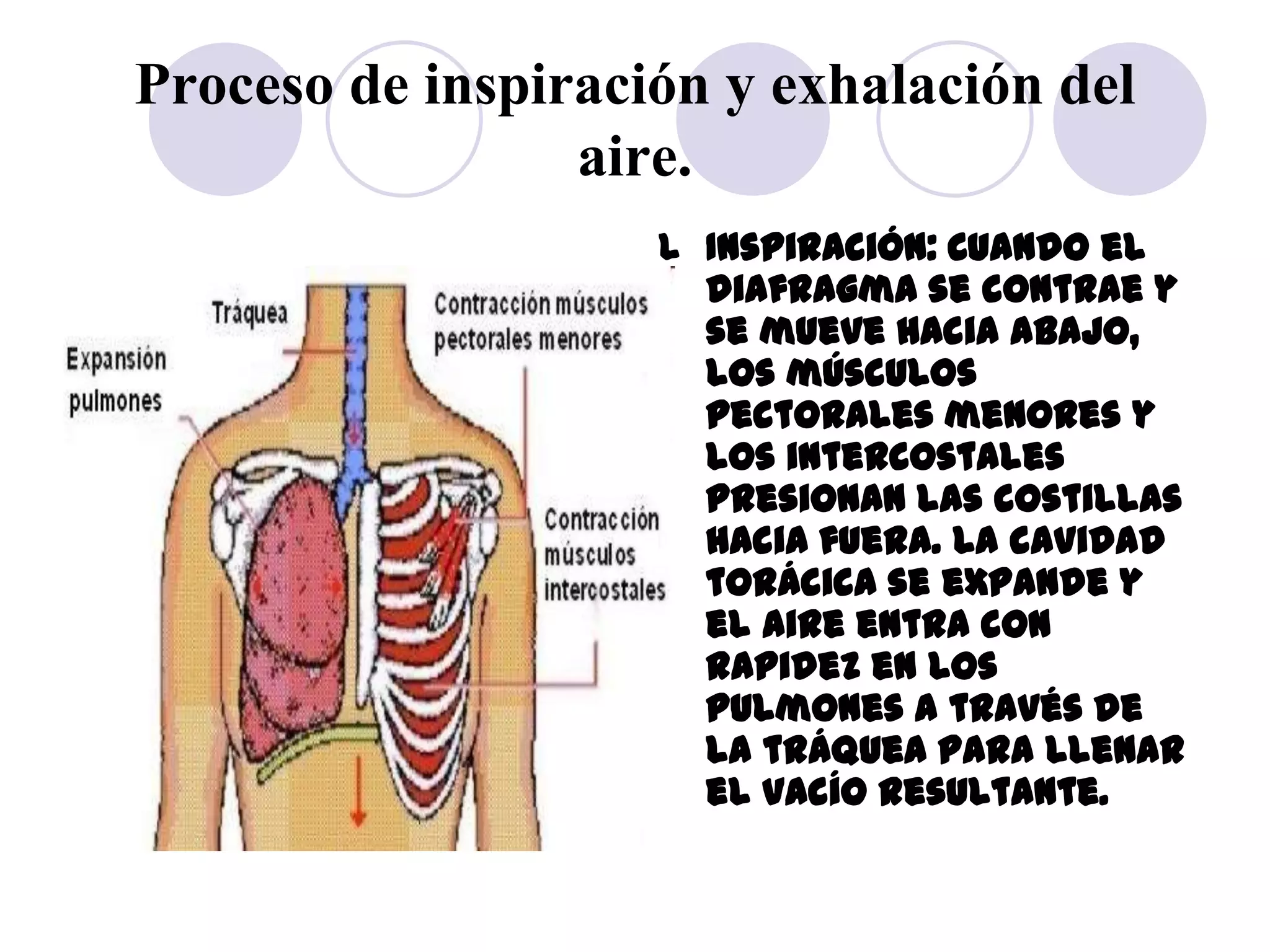 Proceso de inspiración y exhalación del
                 aire.
                    l Inspiración: Cuando el
                      diafragma se contrae y
                      se mueve hacia abajo,
                      los músculos
                      pectorales menores y
                      los intercostales
                      presionan las costillas
                      hacia fuera. La cavidad
                      torácica se expande y
                      el aire entra con
                      rapidez en los
                      pulmones a través de
                      la tráquea para llenar
                      el vacío resultante.
 