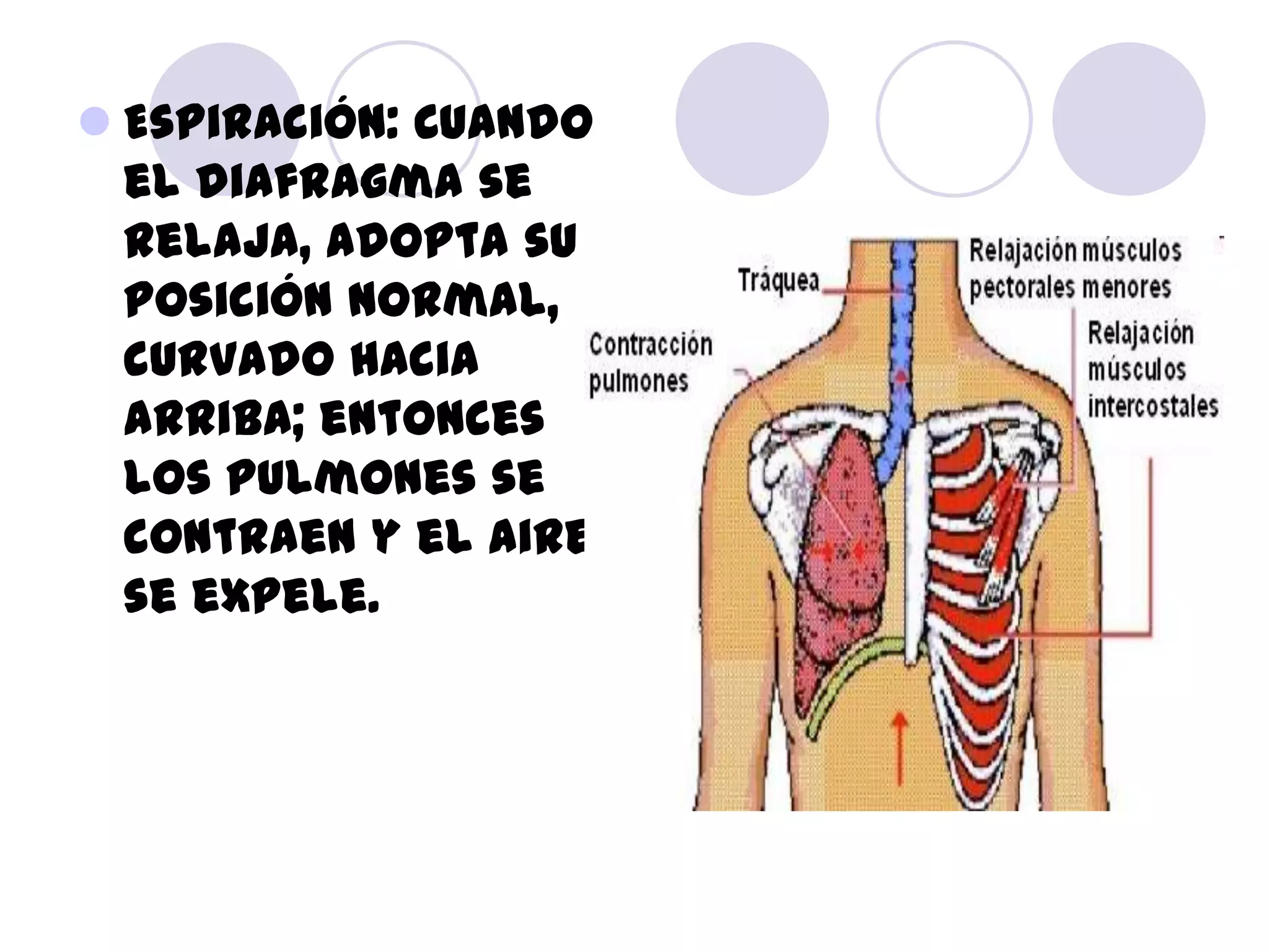  Espiración: Cuando
  el diafragma se
  relaja, adopta su
  posición normal,
  curvado hacia
  arriba; entonces
  los pulmones se
  contraen y el aire
  se expele.
 