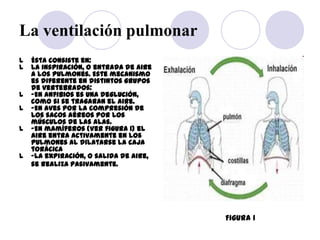 La ventilación pulmonar
l   Ésta consiste en:
l   La inspiración, o entrada de aire
    a los pulmones. Este mecanismo
   ...