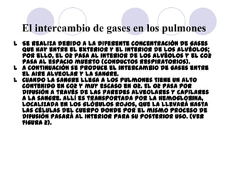 El intercambio de gases en los pulmones
l Se realiza debido a la diferente concentración de gases
  que hay entre el exter...