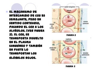  El mecanismo de
  intercambio de CO2 es
  semejante, pero en
  sentido contrario,
  pasando el CO2 a los
  alvéolos. (Ve...
