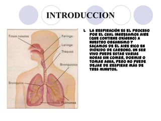 INTRODUCCION
      l La respiración es el proceso
        por el cual ingresamos aire
        (que contiene oxígeno) a
   ...