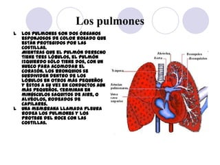 Los pulmones
l   Los pulmones Son dos órganos
    esponjosos de color rosado que
    están protegidos por las
    costilla...