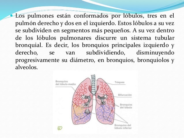 Sistema respiratorio resumen - Sistema Respiratorio Resumen 10 638