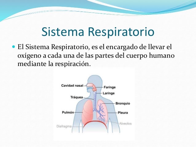 Sistema respiratorio resumen - Sistema Respiratorio Resumen 2 638