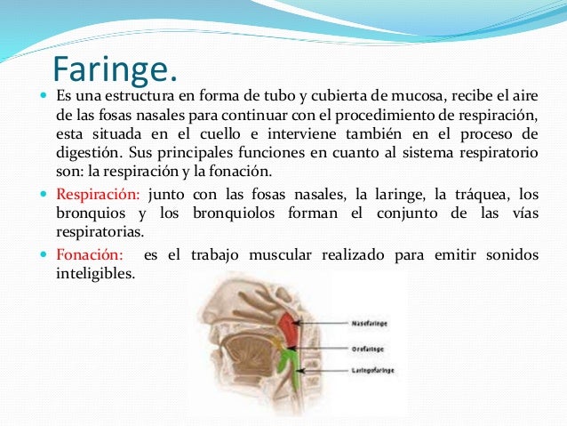 Sistema respiratorio resumen - Sistema Respiratorio Resumen 5 638