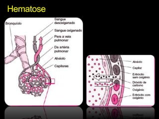 Hematose