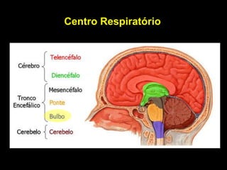 Centro Respiratório