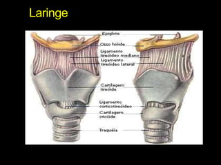 Laringe