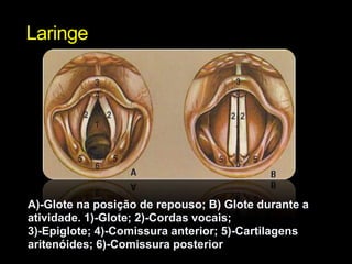 LaringeA)-Glote na posição de repouso; B) Glote durante a atividade. 1)-Glote; 2)-Cordas vocais;3)-Epiglote; 4)-Comissura anterior; 5)-Cartilagens aritenóides; 6)-Comissura posterior