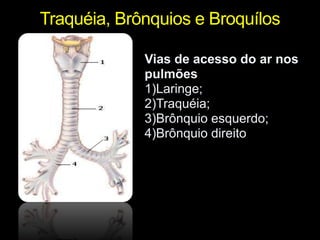 Traquéia, Brônquios e BroquílosVias de acesso do ar nos pulmões1)Laringe;2)Traquéia;3)Brônquio esquerdo; 4)Brônquio direito