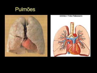 Pulmões