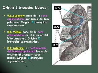 sistema-respiratorio-traquea-bronquios-pleura-respiracion-lic-pablo