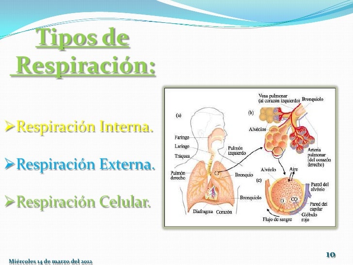 Sistema respiratorio