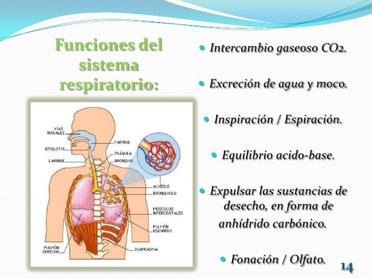 Sistema respiratorio