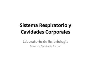 Sistema Respiratorio y
Cavidades Corporales
 Laboratorio de Embriologia
     Fotos por Stephanie Carrion
 
