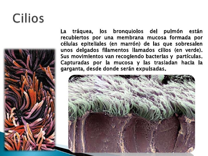 Sistema respiratorio y respiración