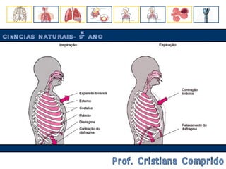 CIÊNCIAS NATURAIS- 9º ANO Prof. Cristiana Comprido 