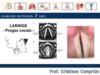 LARINGE - Pregas vocais - CIÊNCIAS NATURAIS- 9º ANO Prof. Cristiana Comprido 