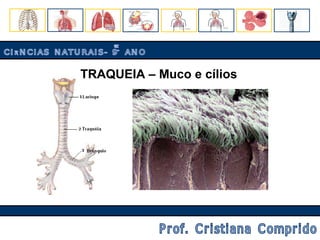 TRAQUEIA – Muco e cílios CIÊNCIAS NATURAIS- 9º ANO Prof. Cristiana Comprido 