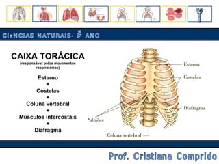 CAIXA TORÁCICA (responsável pelos movimentos respiratórios) Esterno + Costelas + Coluna vertebral + Músculos intercostais + Diafragma CIÊNCIAS NATURAIS- 9º ANO Prof. Cristiana Comprido 