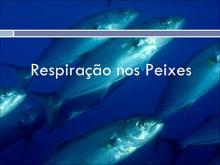 Respiração nos Peixes 