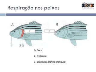 Respiração nos peixes 1- Boca 2- Opérculo 3- Brânquias (fenda branquial) 