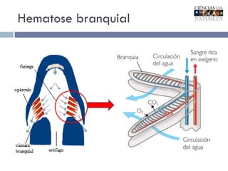 Hematose branquial 