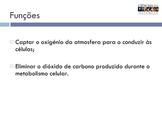 Funções Captar o oxigénio da atmosfera para o conduzir às células;  Eliminar o dióxido de carbono produzido durante o metabolismo celular. 