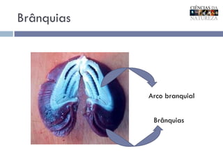 Brânquias Arco branquial Brânquias 